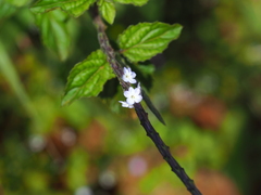 Stachytarpheta cayennensis