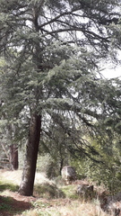 Cedrus