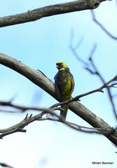 Platycercus caledonicus