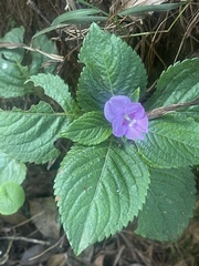 Impatiens sylvicola