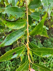 Salix lucida