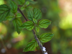 Stachytarpheta cayennensis