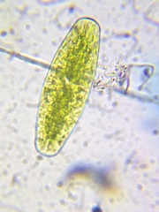 Netrium digitus