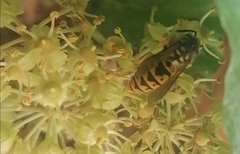 Vespula germanica