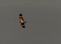 Chordeiles nacunda