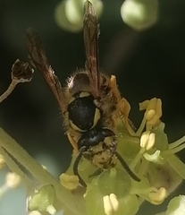 Vespula germanica