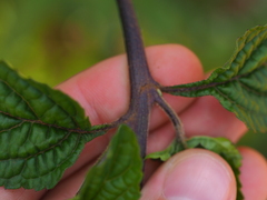 Stachytarpheta cayennensis