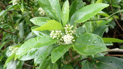 Melicope triphylla