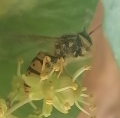 Vespula germanica