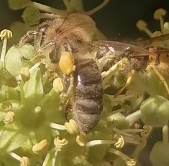 Vespula germanica