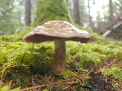 Cortinarius camphoratus