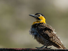 Colaptes campestris campestroides