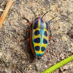 Calidea dregii