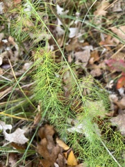Asparagus officinalis