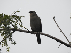 Agelaioides badius