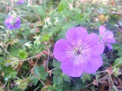 Geranium