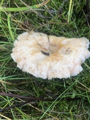 Lactarius pubescens