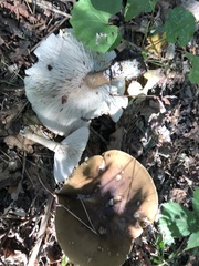 Melanoleuca grammopodia