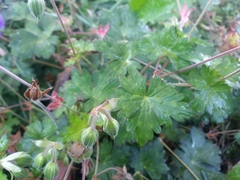 Geranium