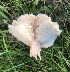Lactarius pubescens
