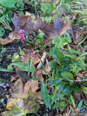 Persicaria longiseta