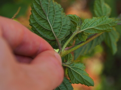 Stachytarpheta cayennensis