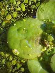 Limnobium laevigatum