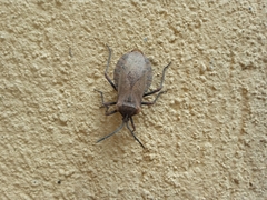 Spartocerini