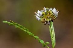 Dalea urceolata