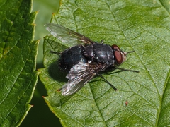 Calliphora vomitoria