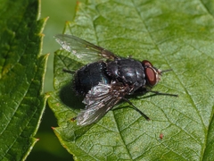 Calliphora vomitoria
