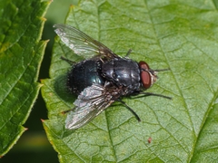 Calliphora vomitoria