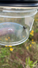 Phylloscelis atra