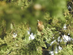Pseudoseisura lophotes