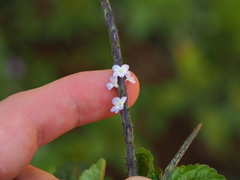 Stachytarpheta cayennensis