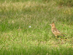 Coryphistera alaudina
