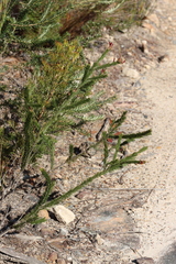Acacia gordonii