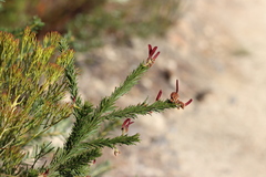 Acacia gordonii