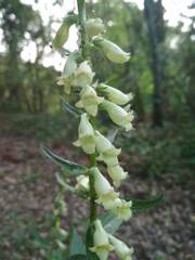 Digitalis lutea