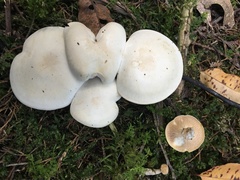 Cystoderma carcharias