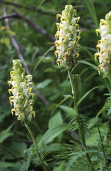 Pedicularis compacta
