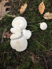 Cystoderma carcharias