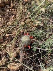 Mammillaria grahamii