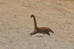 Nasua nasua