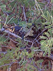 Mammillaria grahamii