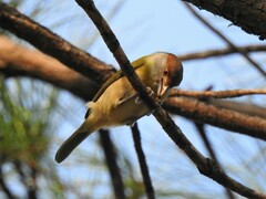 Cyclarhis gujanensis