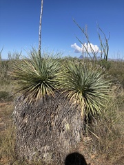 Mammillaria grahamii
