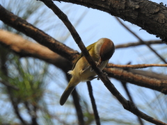 Cyclarhis gujanensis