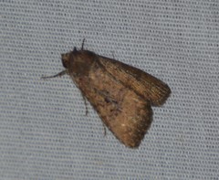 Condicini