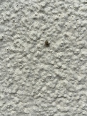 Salticinae